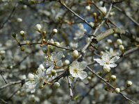 Prunus cerasifera 9, Kerspruim, Saxifraga-Ed Stikvoort