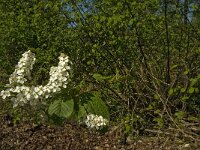 Prunus padus 14, Gewone vogelkers, Saxifraga-Marijke Verhagen