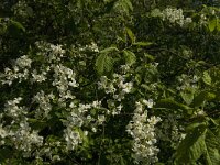 Prunus padus 15, Gewone vogelkers, Saxifraga-Marijke Verhagen