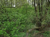 Prunus padus 25, Gewone vogelkers, Saxifraga-Hans Boll