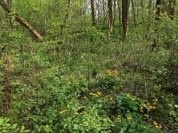 Prunus padus 31, Gewone vogelkers, Saxifraga-Hans Boll