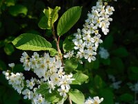 Prunus padus 40, Vogelkers, Saxifraga-Ed Stikvoort