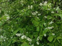 Prunus padus 42, Vogelkers, Saxifraga-Ed Stikvoort