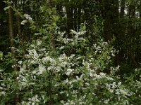 Prunus padus 44, Vogelkers, Saxifraga-Ed Stikvoort