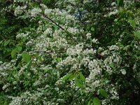 Prunus padus 47, Vogelkers, Saxifraga-Ed Stikvoort