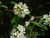 Prunus padus 48, Vogelkers, Saxifraga-Ed Stikvoort