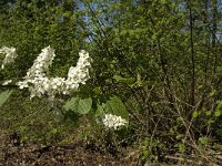 Prunus padus 7, Gewone vogelkers, Saxifraga-Marijke Verhagen
