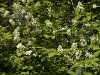 Prunus padus 9, Gewone vogelkers, Saxifraga-Jan van der Straaten