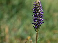 Pseudolysimachion spicatum 4, Saxifraga-Jan van der Straaten