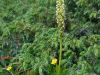 Pseudorchis albida 12, Witte muggenorchis, Saxifraga-Ed Stikvoort
