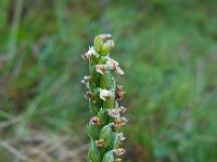 Pseudorchis albida 14, Witte muggenorchis, Saxifraga-Ed Stikvoort