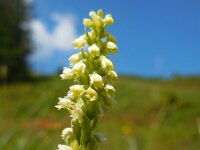 Pseudorchis albida 15, Witte muggenorchis, Saxifraga-Ed Stikvoort