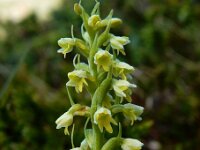 Pseudorchis albida 16, Witte muggenorchis, Saxifraga-Ed Stikvoort