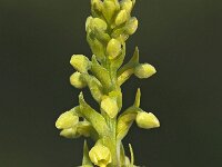 Pseudorchis albida 18, Witte muggenorchis, Saxifraga-Hans Dekker
