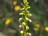 Pseudorchis albida 19, Witte muggenorchis, Saxifraga-Hans Dekker