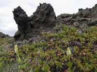 Pseudorchis straminea 5, Saxifraga-Peter Stein