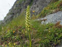 Pseudorchis straminea 6, Saxifraga-Hans Dekker