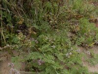 Pseudorlaya pumila 2, Saxifraga-Ed Stikvoort : Tavira