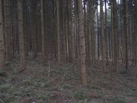 Pseudotsuga menziesii 2, Douglasspar, Saxifraga-Willem van Kruijsbergen