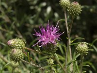 Ptilostemon chamaepeuce 4, Saxifraga-Willem van Kruijsbergen