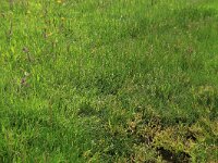 Puccinellia maritima 10, Gewoon kweldergras, Saxifraga-Hans Boll