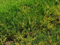 Puccinellia maritima 19, Gewoon kweldergras, Saxifraga-Hans Boll