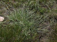 Puccinellia maritima 2, Gewoon kweldergras, Saxifraga-Peter Meininger