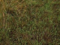 Puccinellia maritima 21, Gewoon kweldergras, Saxifraga-Hans Boll