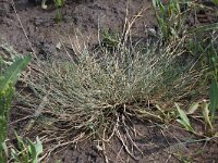 Puccinellia maritima 4, Gewoon kweldergras, Saxifraga-Peter Meininger