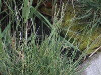 Puccinellia maritima 6, Gewoon kweldergras, Saxifraga-Peter Meininger