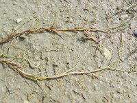 Puccinellia maritima 7, Gewoon kweldergras, Saxifraga-Rutger Barendse