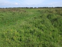 Puccinellia maritima 9, Gewoon kweldergras, Saxifraga-Hans Boll