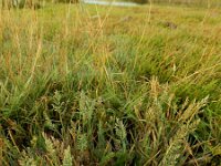 Puccinellia rupestris 4, Dichtbloemig kweldergras, Saxifraga-Ed Stikvoort