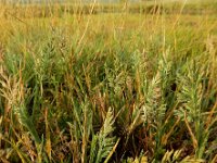 Puccinellia rupestris 5, Dichtbloemig kweldergras, Saxifraga-Ed Stikvoort