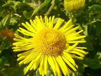 Pulicaria dysenterica 48, Heelblaadjes, Saxifraga-Hans Grotenhuis