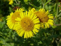 Pulicaria dysenterica 49, Heelblaadjes, Saxifraga-Hans Grotenhuis
