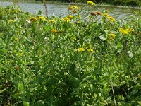 Pulicaria dysenterica 51, Heelblaadjes, Saxifraga-Hans Grotenhuis