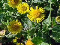 Pulicaria dysenterica 58, Heelblaadjes, Saxifraga-Hans Grotenhuis