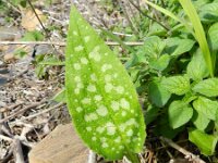 Pulmonaria affinis 2, Saxifraga-Rutger Barendse