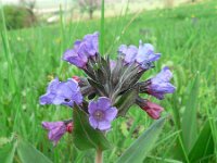 Pulmonaria mollis 2, Saxifraga-Jan Willem Jongepier