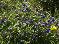 Pulmonaria montana 10, Smal longkruid, Saxifraga-Jan van der Straaten