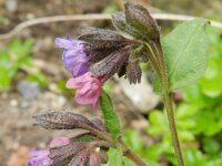 Pulmonaria montana 12, Smal longkruid, Saxifraga-Rutger Barendse