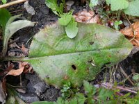 Pulmonaria montana 13, Smal longkruid, Saxifraga-Rutger Barendse