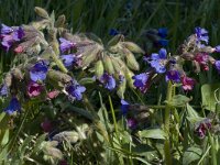 Pulmonaria montana 2, Smal longkruid, Saxifraga-Marijke Verhagen