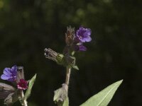 Pulmonaria montana 3, Smal longkruid, Saxifraga-Marijke Verhagen