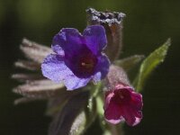 Pulmonaria montana 4, Smal longkruid, Saxifraga-Marijke Verhagen