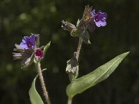 Pulmonaria montana 5, Smal longkruid, Saxifraga-Marijke Verhagen