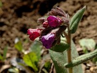 Pulmonaria montana 7, Smal longkruid, Saxifraga-Marijke Verhagen