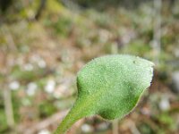 Pulmonaria obscura 3, Ongevlekt longkruid, Saxifraga-Rutger Barendse