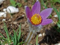 Pulsatilla halleri 2, Saxifraga-Willem van Kruijsbergen